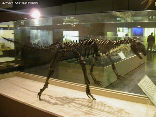 Dinosaur at Charleston museum