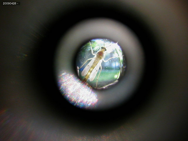 Insect through peephole