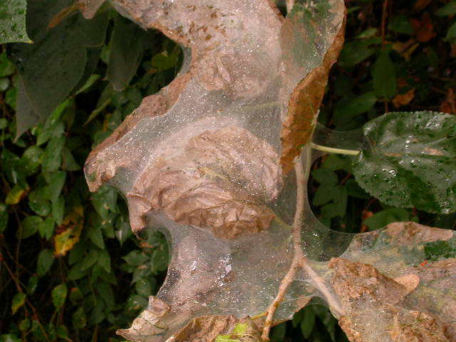 Spider leaves