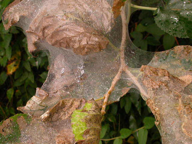 Spider leaves