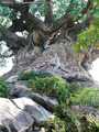 Animal Kingdom tree