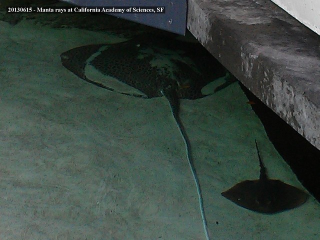 Manta rays at CalAcadSci, SF