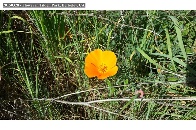 Flower in Tilden Park, Berkeley, CA