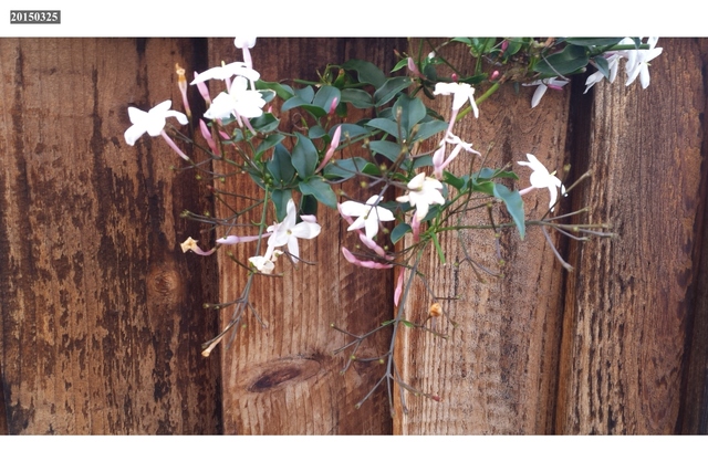 Flowers on fence