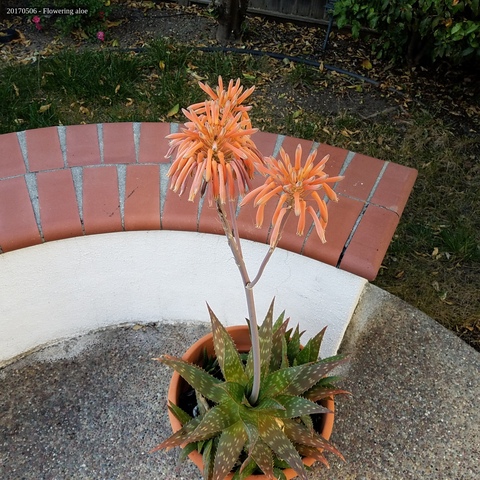 Flowering aloe