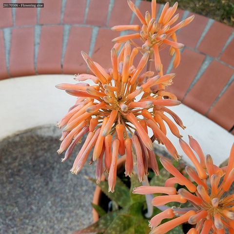 Flowering aloe