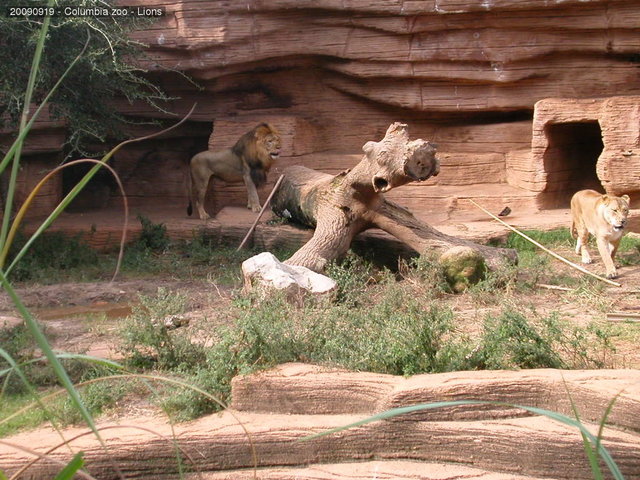 Columbia zoo - Lions