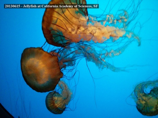 Jellyfish at CalAcadSci, SF