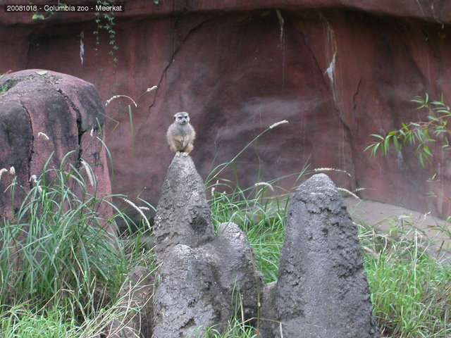 Columbia zoo - Meerkat