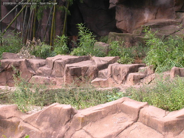 Columbia zoo - Spot the tiger