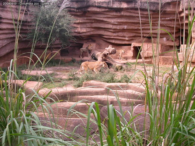 Columbia zoo - Lions